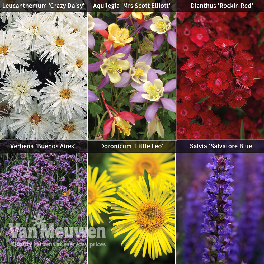 Best Perennial Collection
