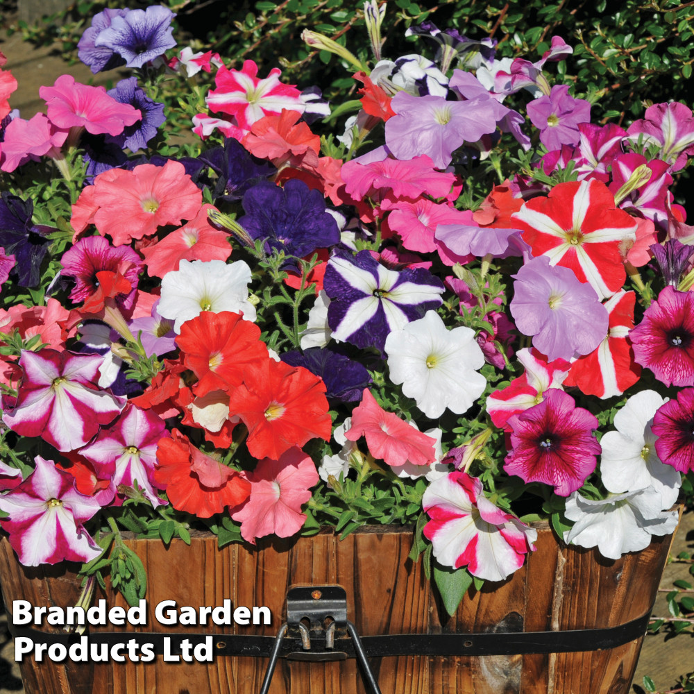 Petunia 'Frenzy Mixed' F1 Hybrid