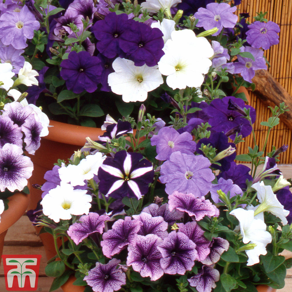 Petunia 'Grand Rapids Mixed' F1 Hybrid