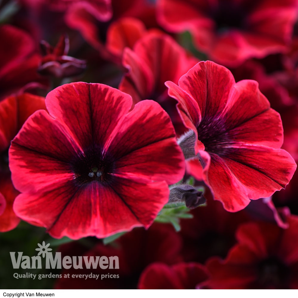 Petunia 'Sweetunia Fiona Flash'