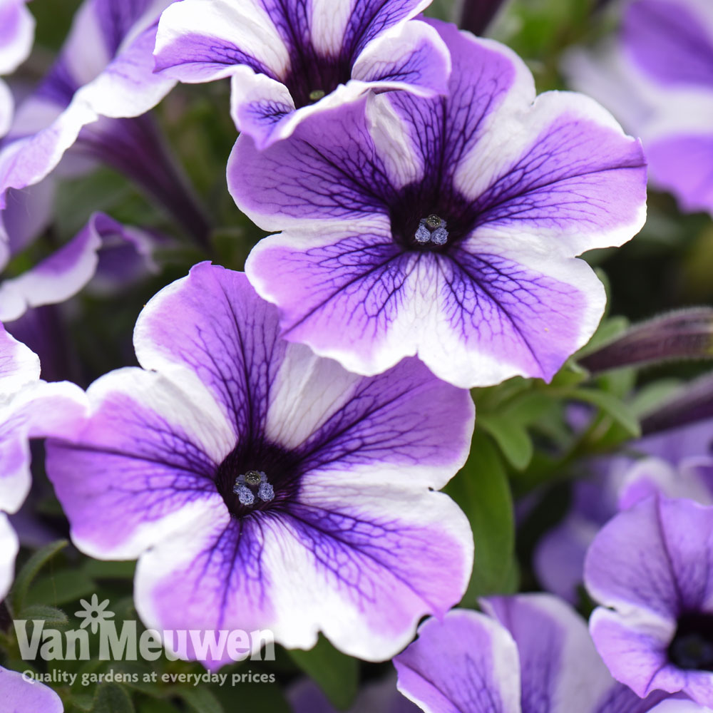 Petunia 'Sweetunia Starfish'