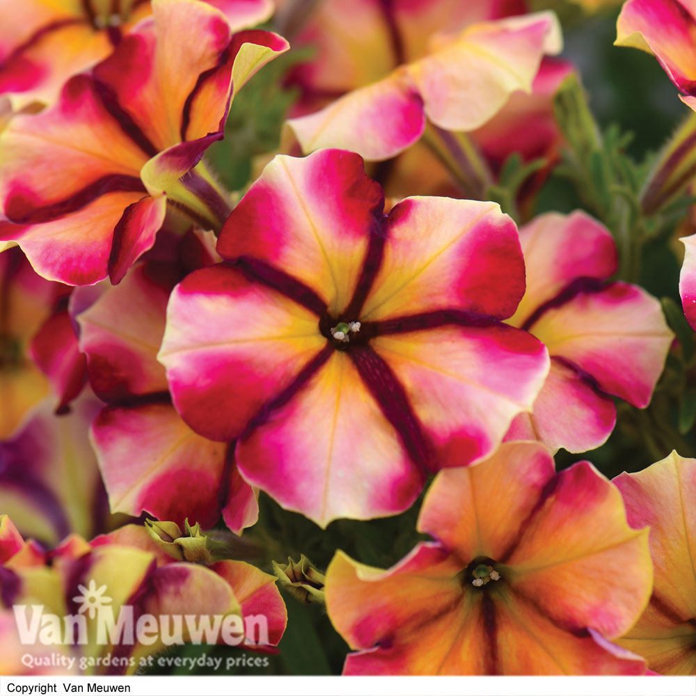 Petunia 'Crazytunia Tiki Torch'