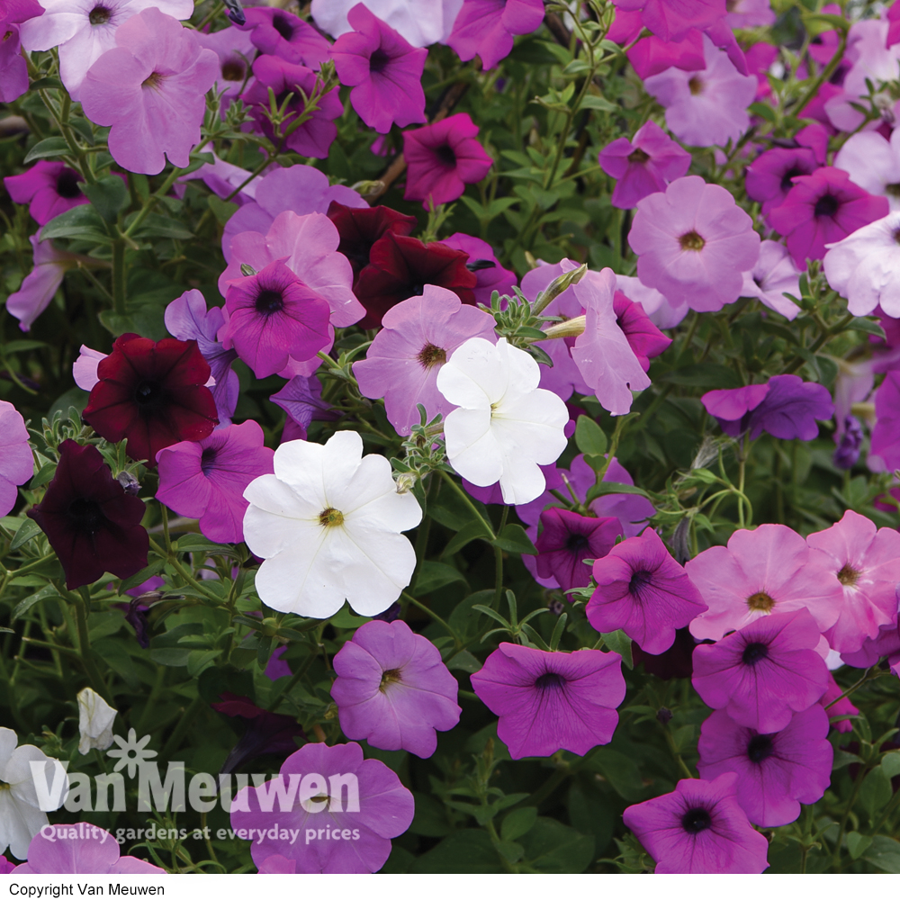 Petunia Tickled Mixed Climbing Collection