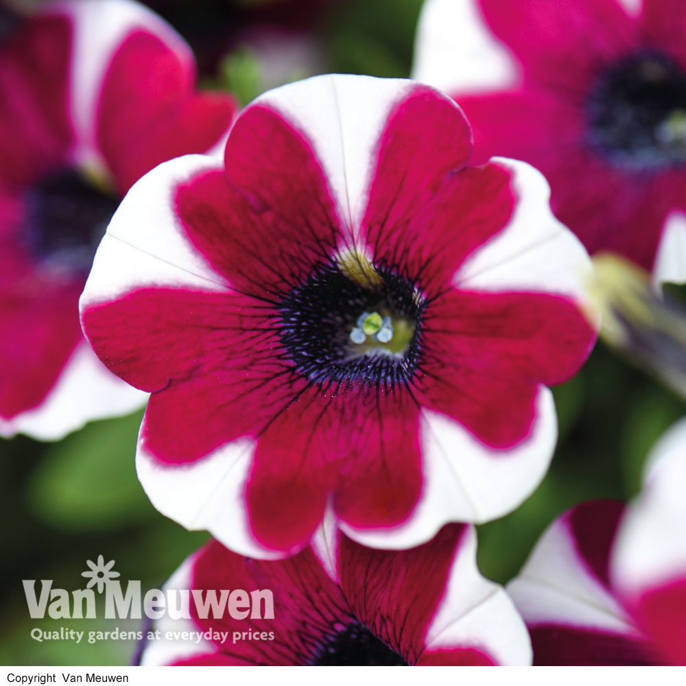 Petunia Pegasus Burgundy Bicolour