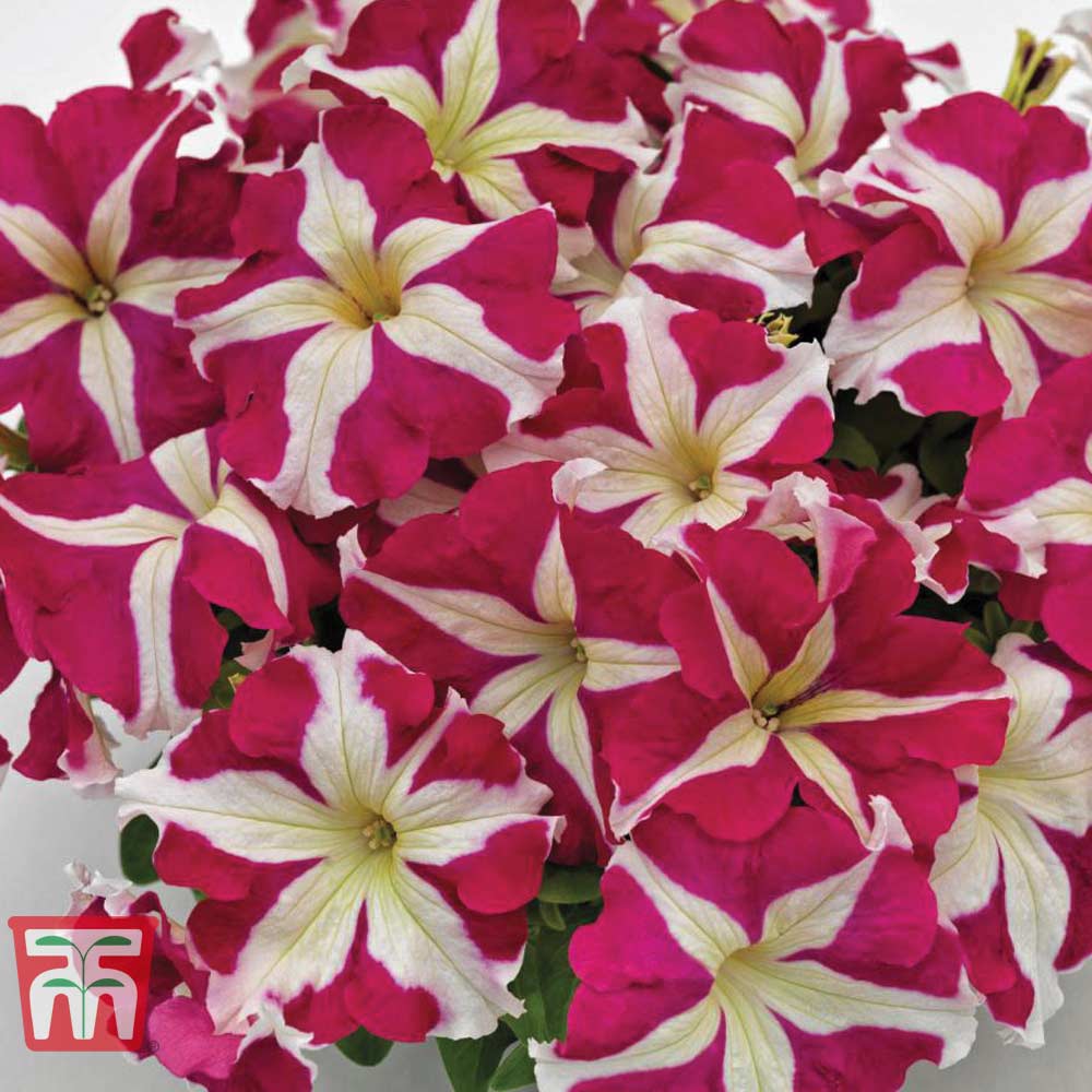 Petunia SUCCESS!&reg; HD Rose Star