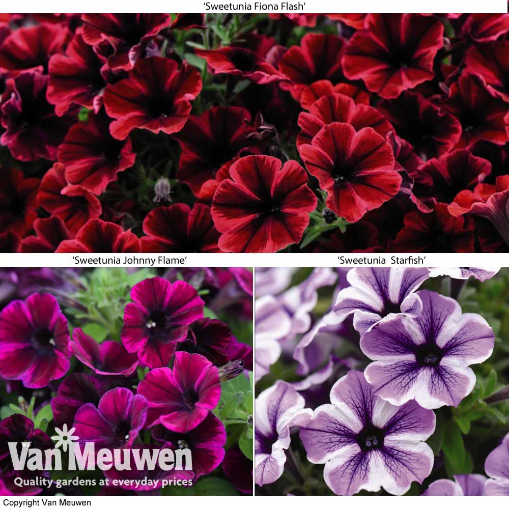 Petunia 'Sweetunia' Trio