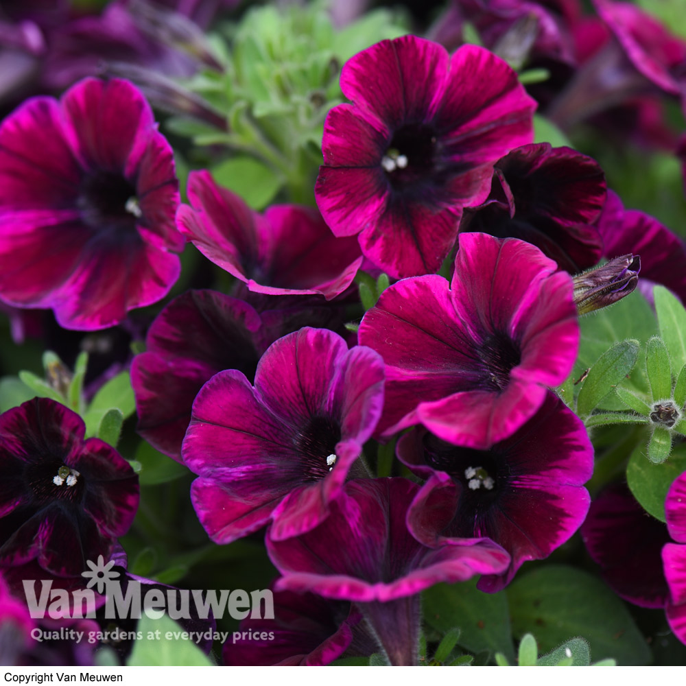 Petunia 'Sweetunia Johnny Flame'