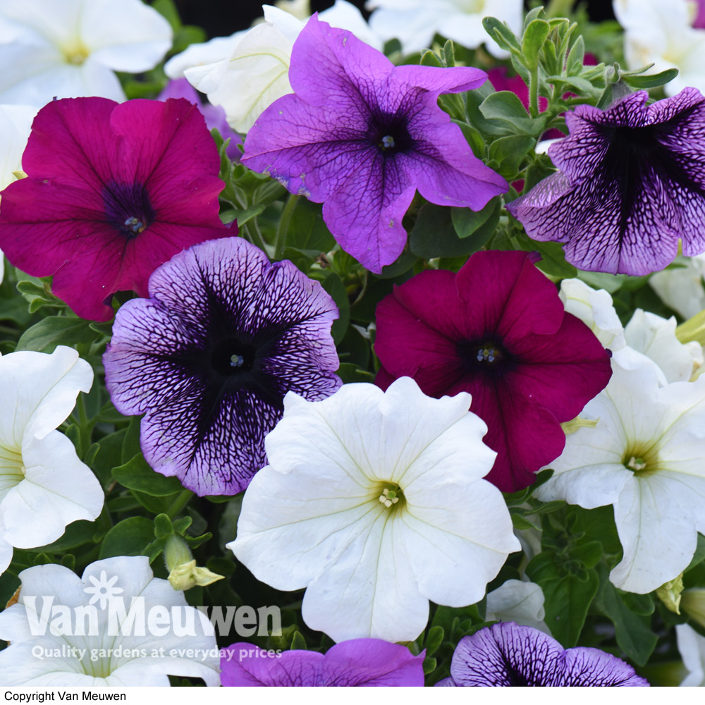 Petunia 'Giant Mix'