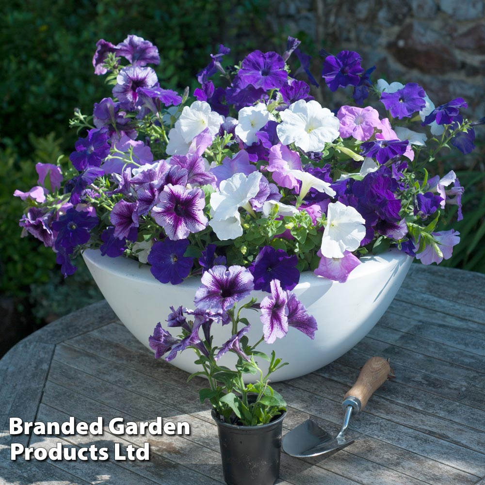 Petunia 'Frenzy Grand Rapids'