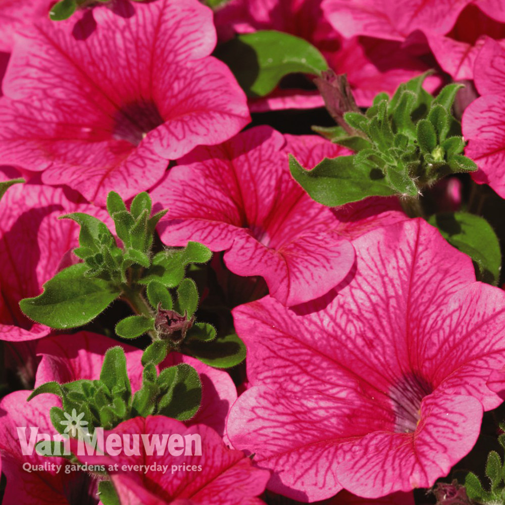 Petunia 'Trailing Surfinia Hot Pink'