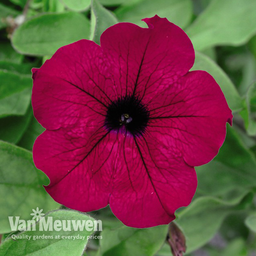 Petunia 'Trailing Surfinia Purple'