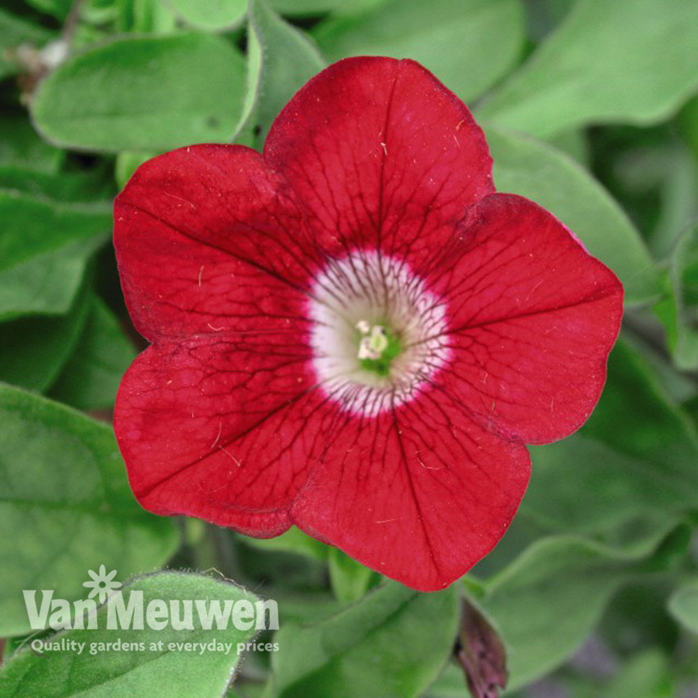 Petunia 'Trailing Surfinia Red'