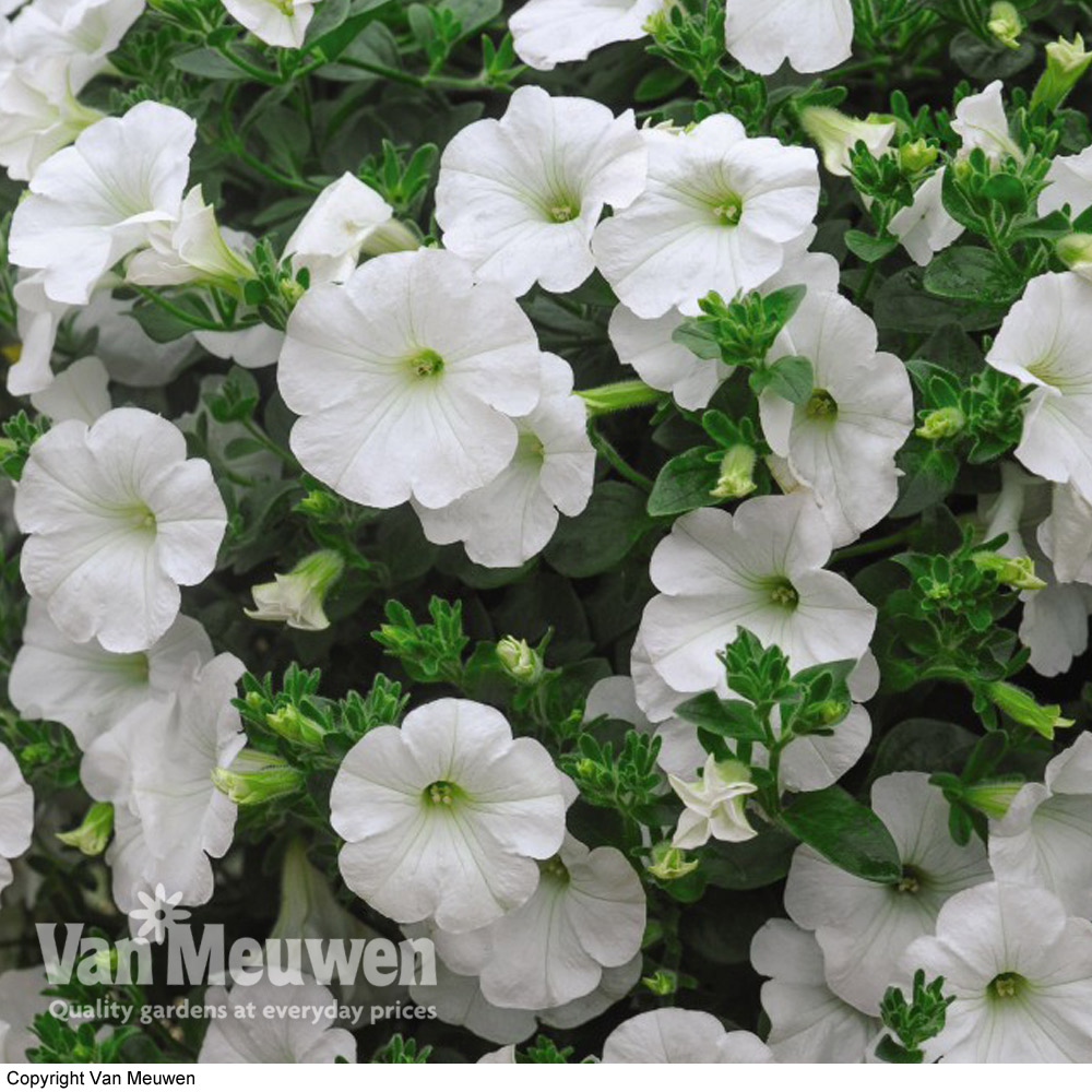 Petunia 'Trailing Surfinia White'