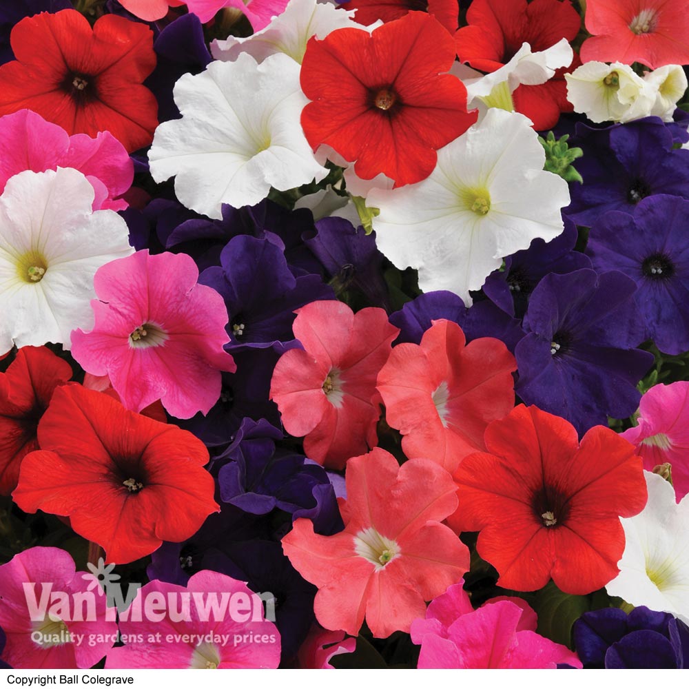 Petunia 'Express Mixed'