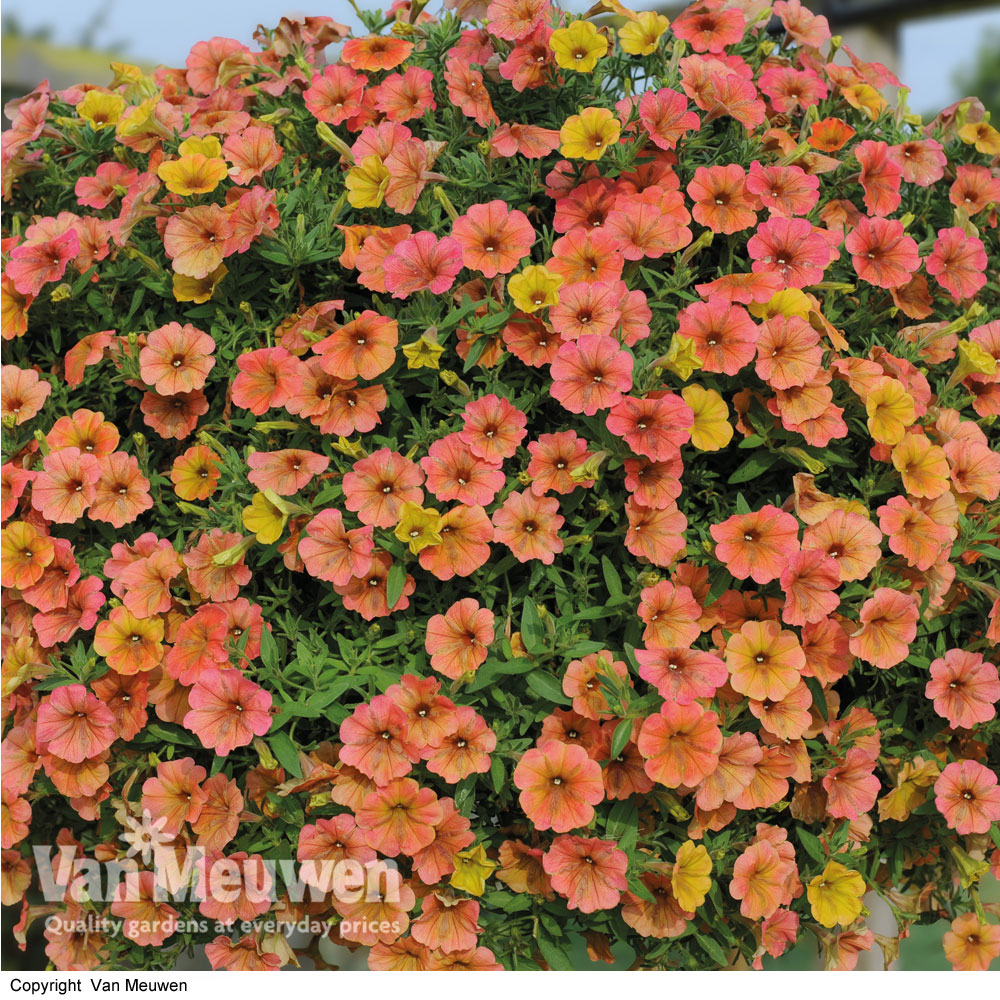 Petunia 'Peach Sundae'