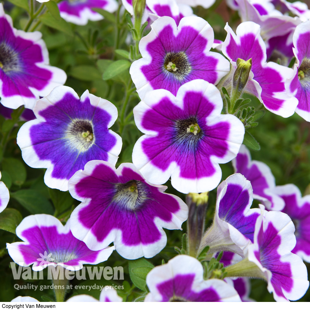 Petunia 'Hippy Chick Violet'