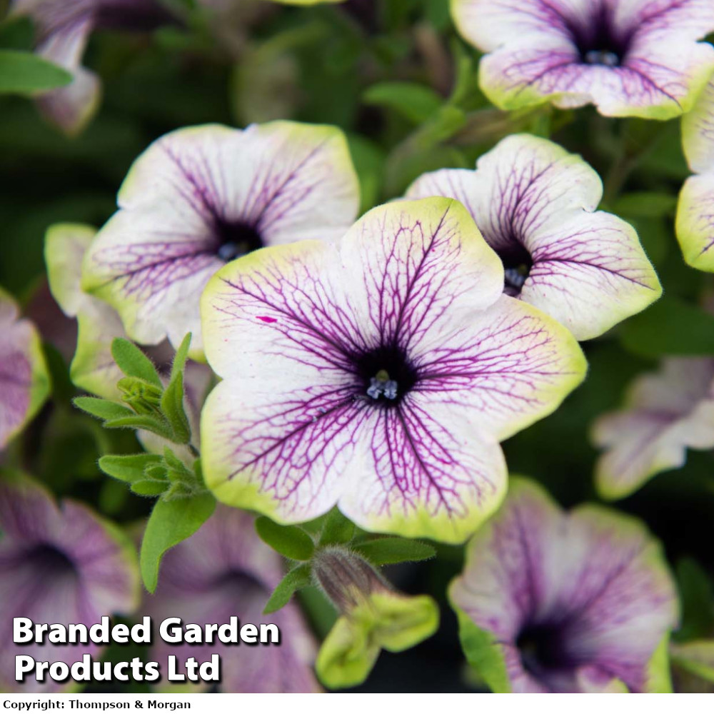 Petunia Tea ?Purple Vein Green Edge?