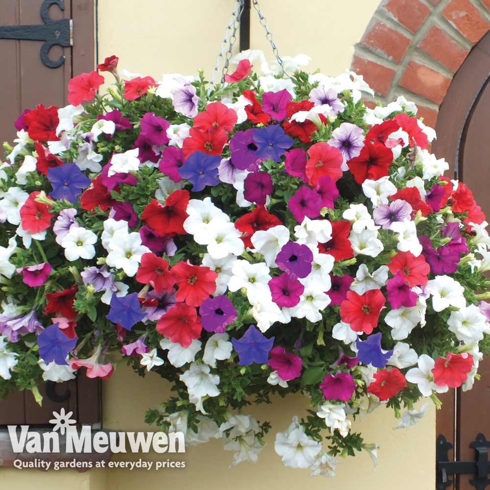 Petunia 'Surfinia' Pre-Planted basket