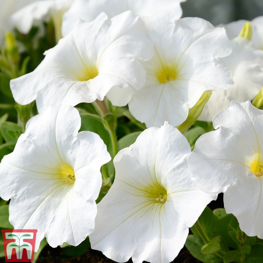 Petunia 'Mirage White' F1 Hybrid