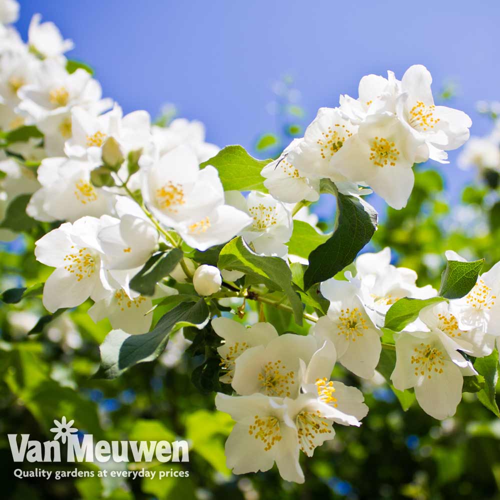 Philadelphus 'Lemoinei'