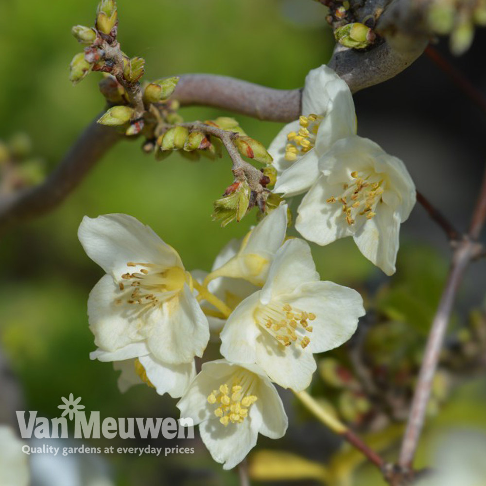 Philadelphus coronarius 'Aureus'