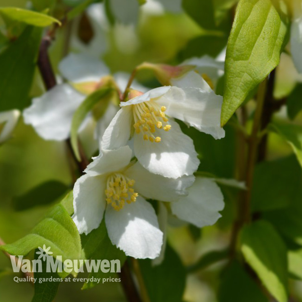 Philadelphus 'Dame Blanche'