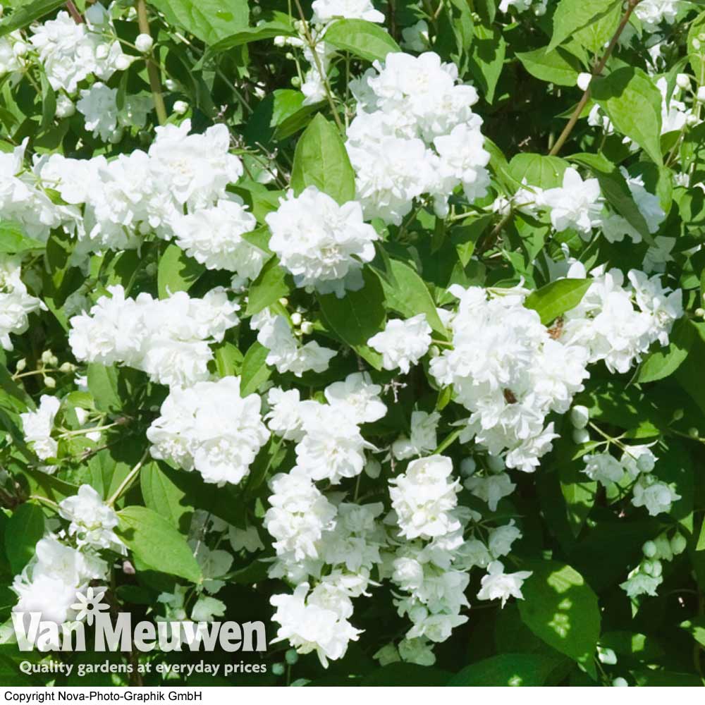 Philadelphus 'Bouquet Blanc'