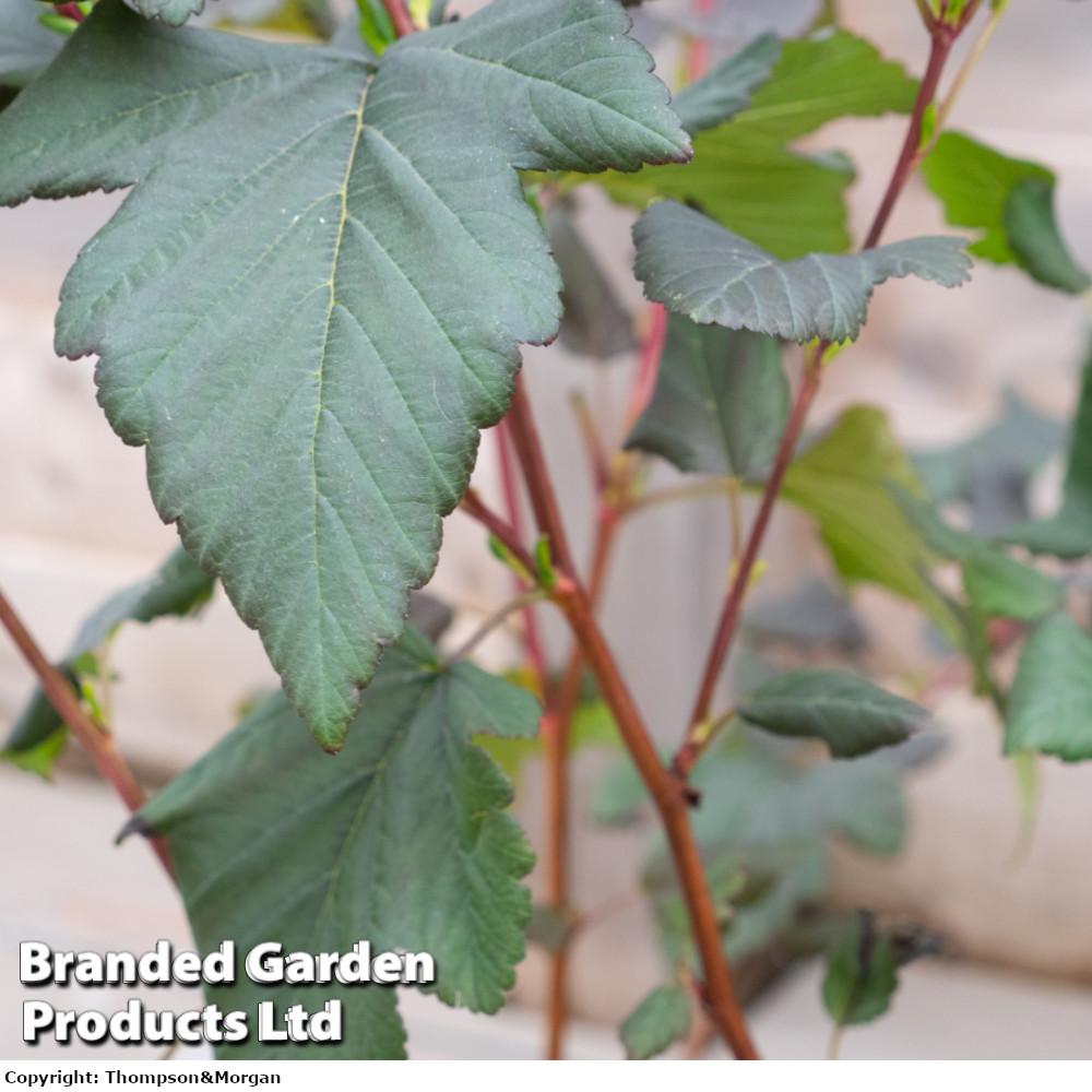 Physocarpus opulifolius 'Brown Sugar'