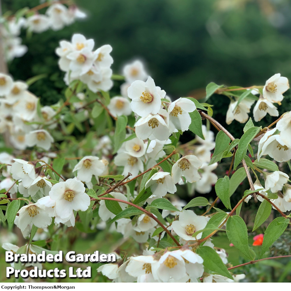 Philadelphus 'Fragrant Falls'