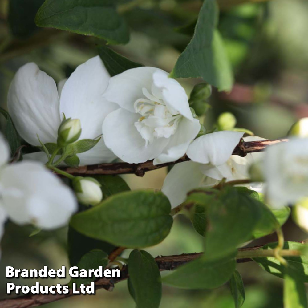 Philadelphus 'Belle Etoile'