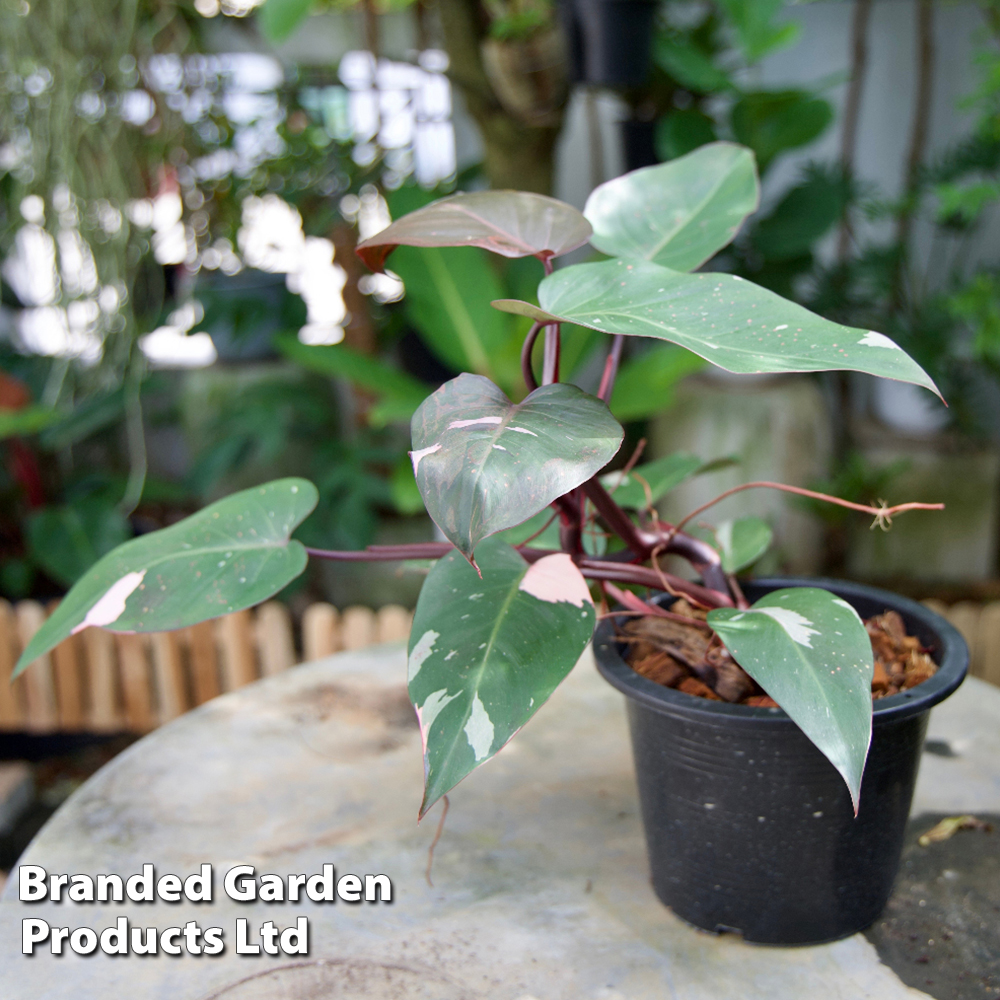 Philodendron erubescens 'Pink Princess'