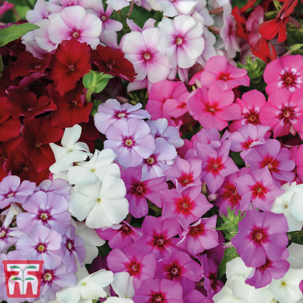 Phlox drummondii 'Dwarf Beauty Mixed'