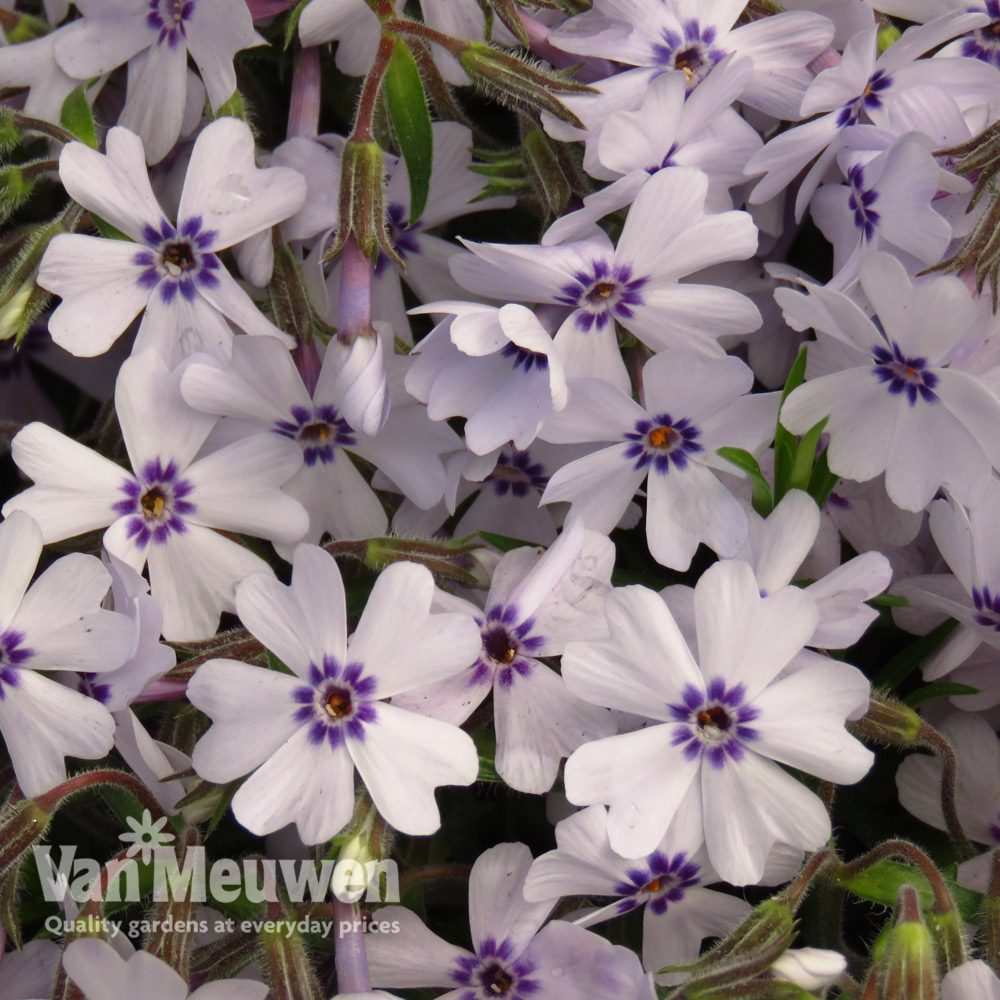 Phlox 'Pharao Blue Eye'