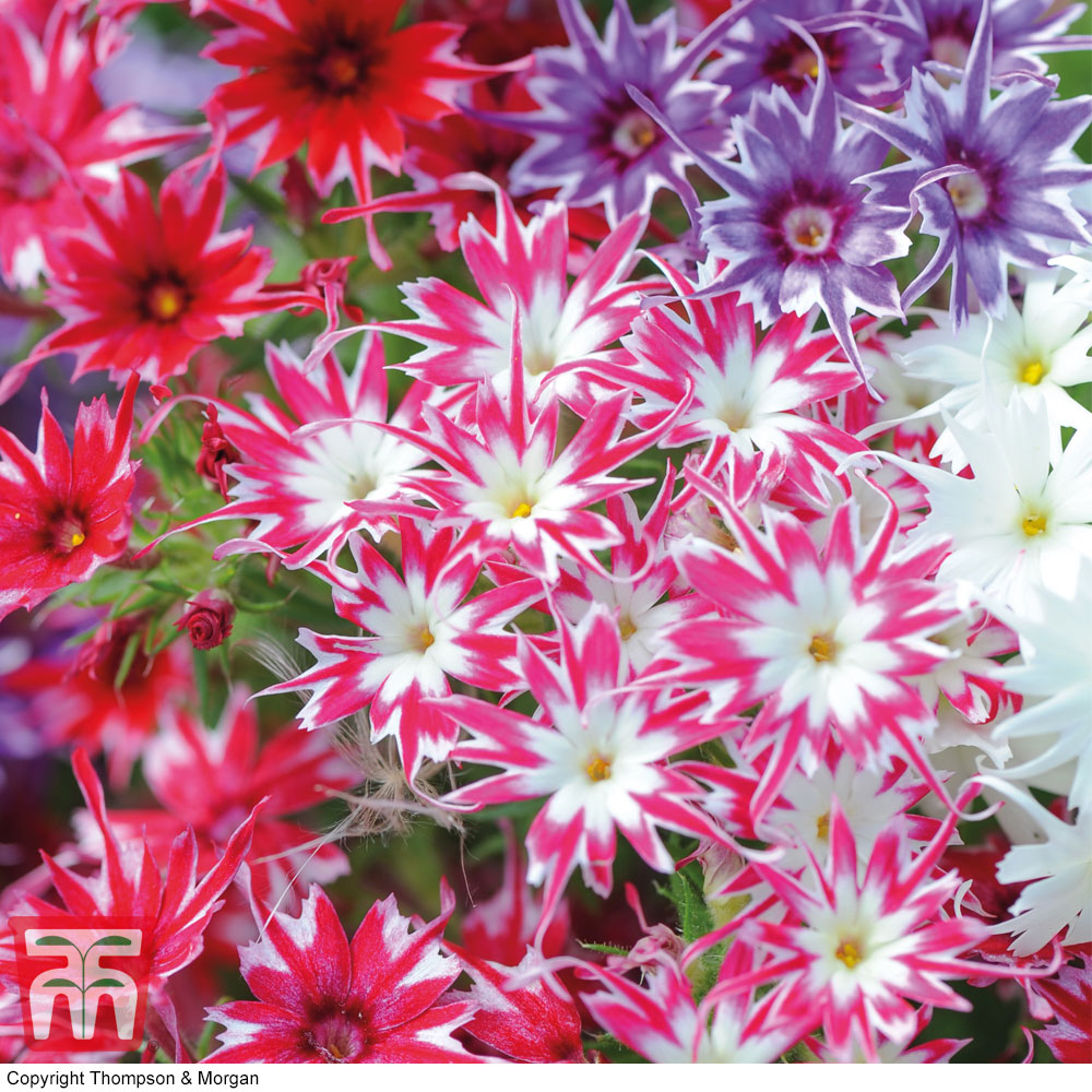 Phlox 'Popstars'