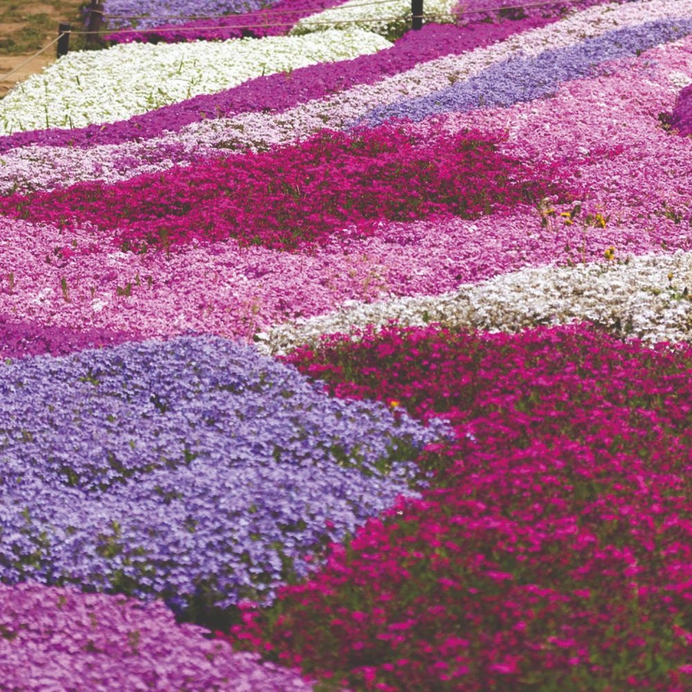 Phlox Collection