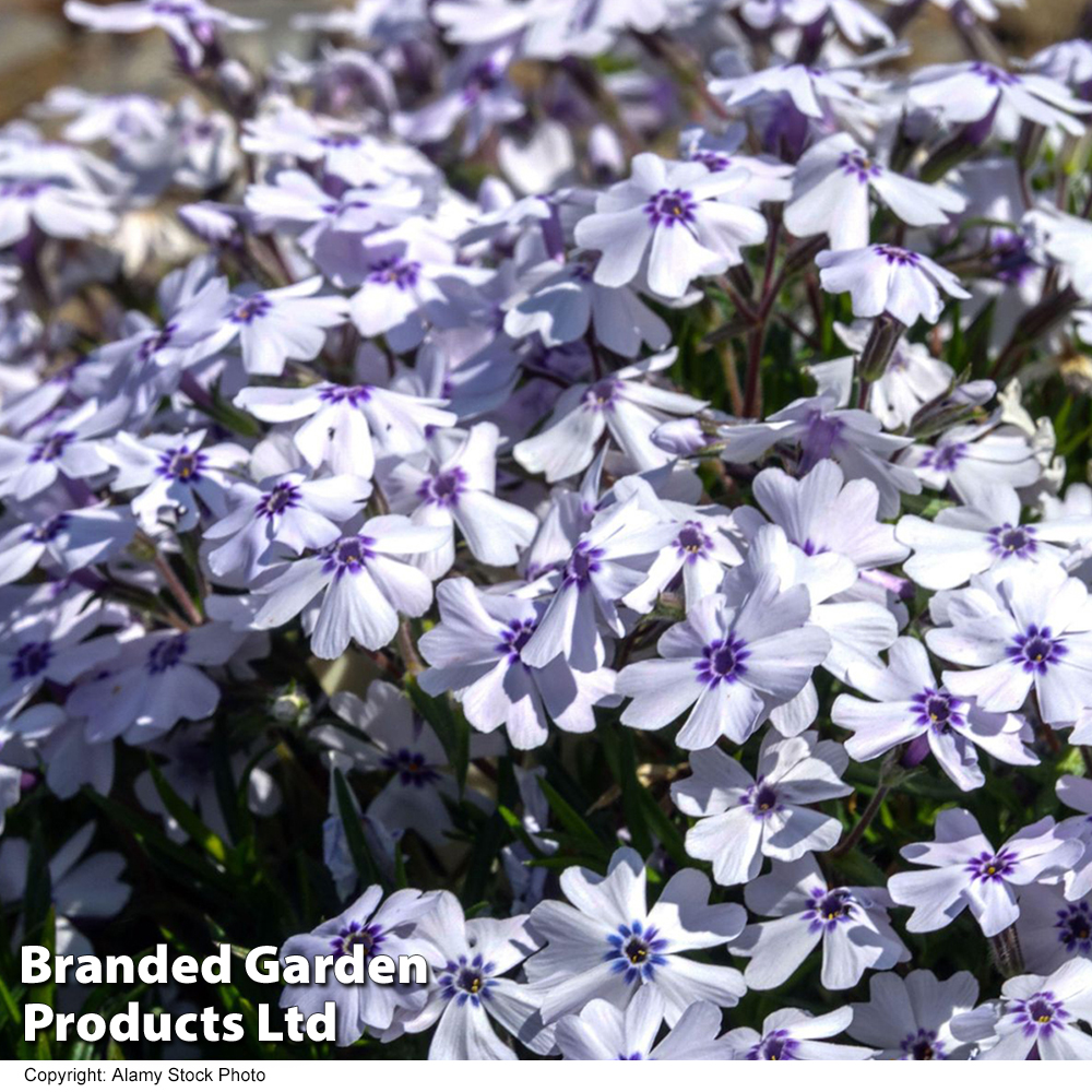 Phlox 'Pharao Blue Eye'