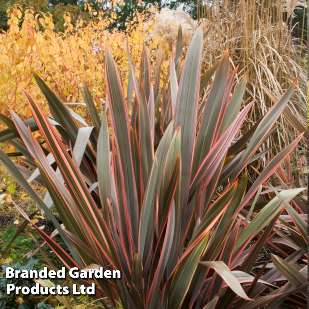 Phormium 'Rainbow Queen'