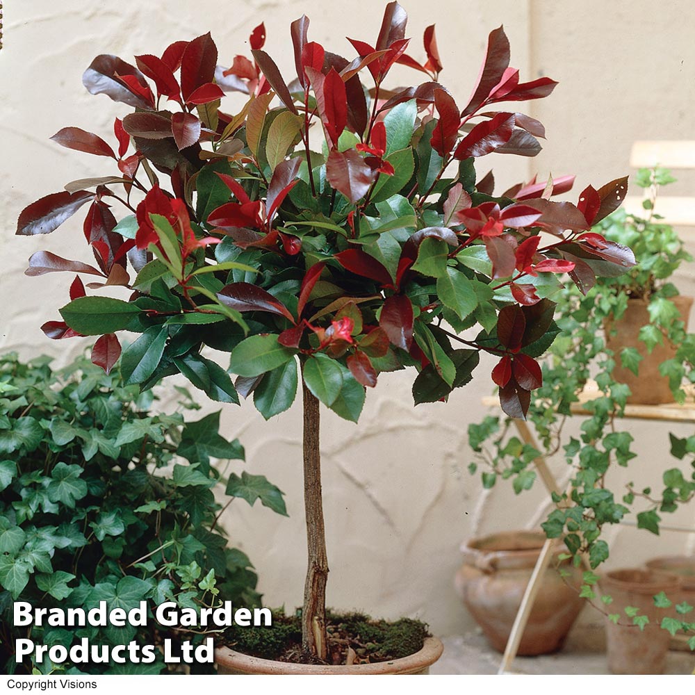 Photinia x fraseri 'Red Robin' (Patio Standard)