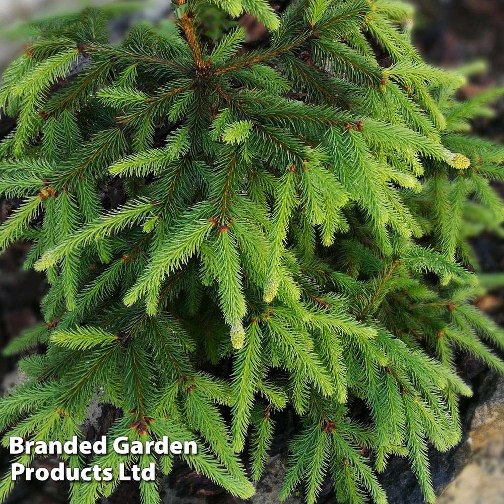 Norway Spruce