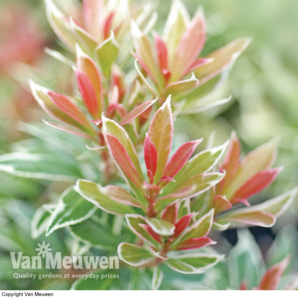 Pieris japonica 'Little Heath'