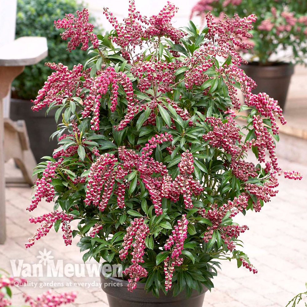 Pieris japonica 'Passion'