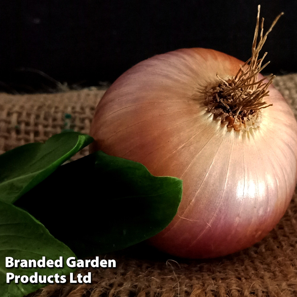 Onion 'Pink Panther' (Spring)