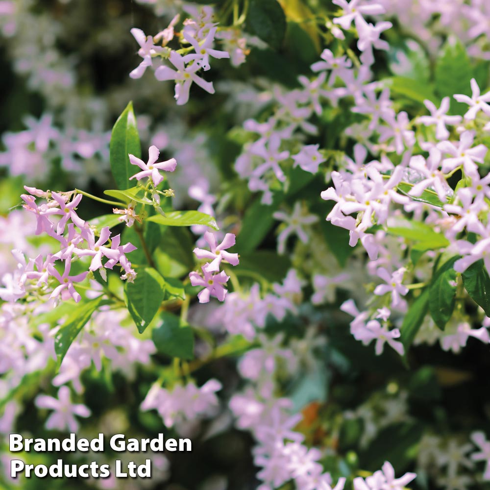 Trachelospermum jasminoides 'Pinky Wings'