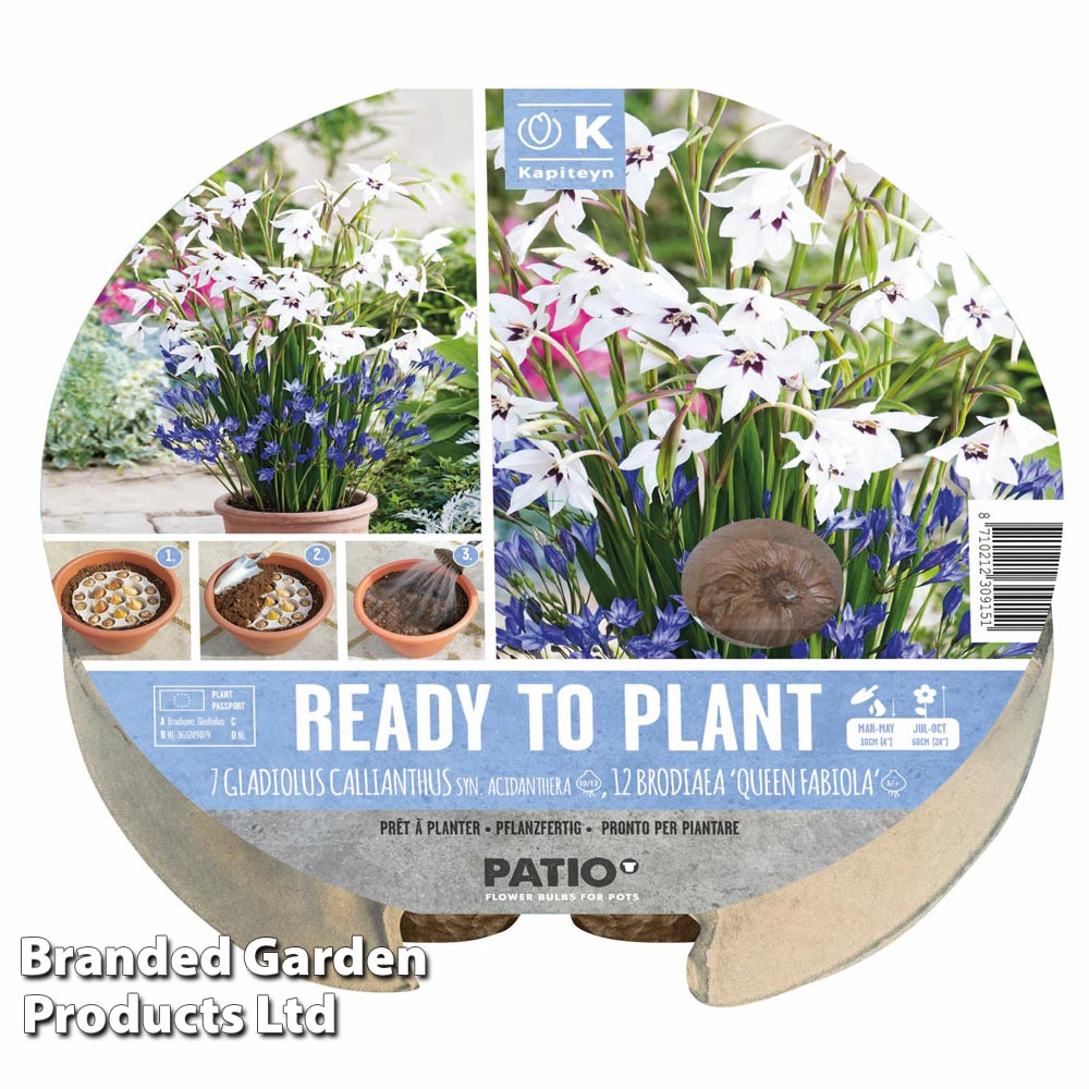 Plant-O-Tray Preplanted Gladiolus murielae & Brodiaea