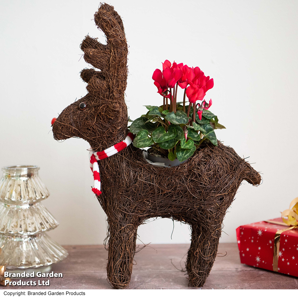 Rudolph Festive Brushwood Planter - Gift