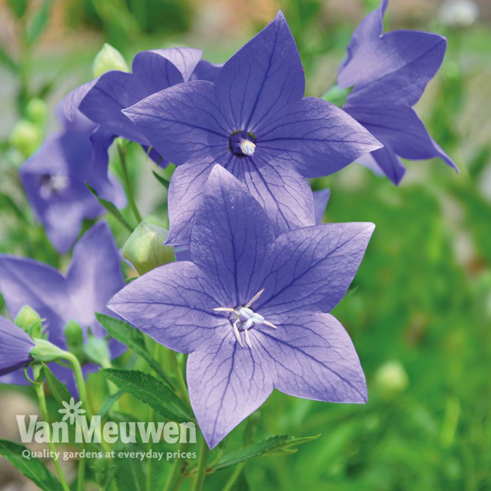 Platycodon grandiflorus 'Fuji Blue'