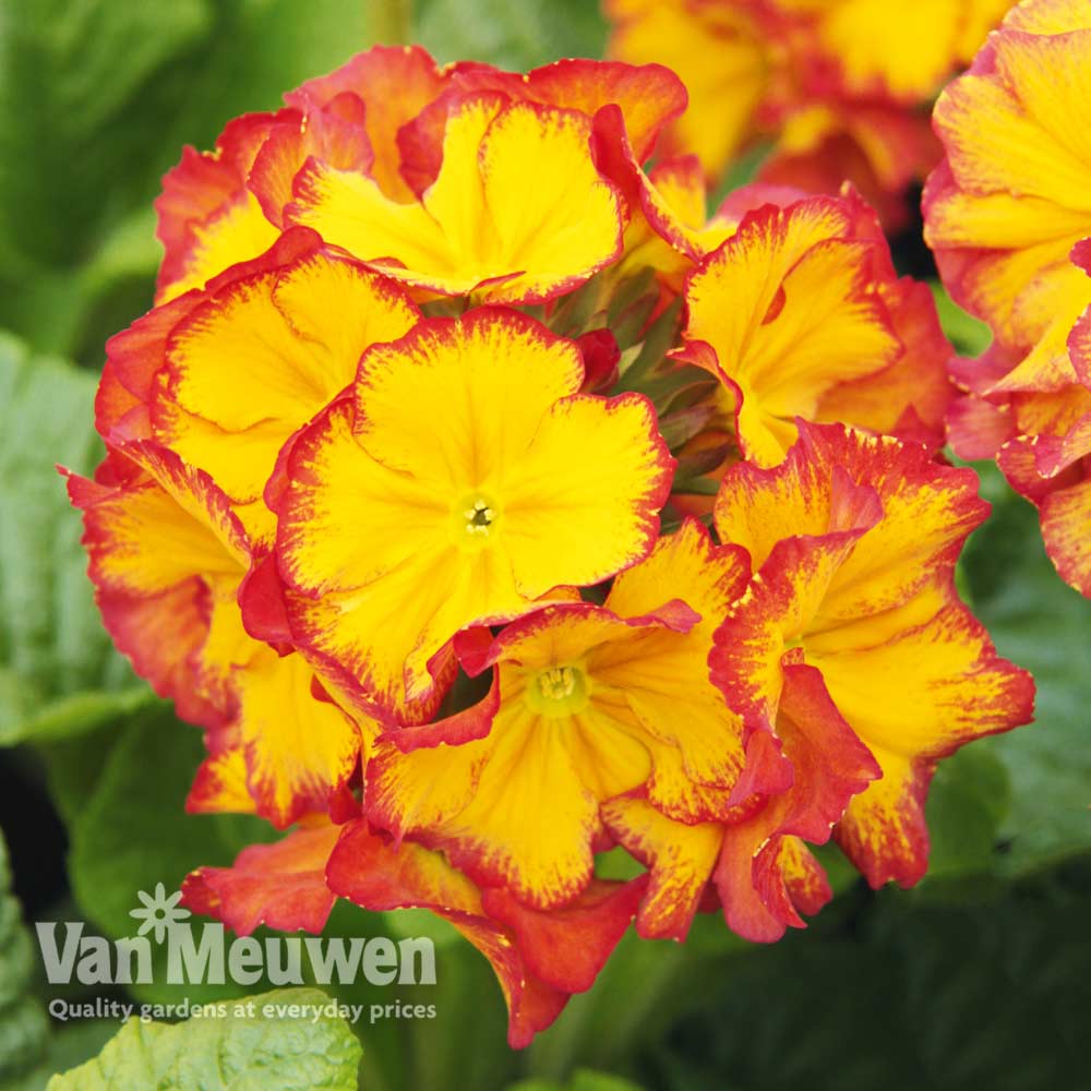 Polyanthus 'Inara Flame'