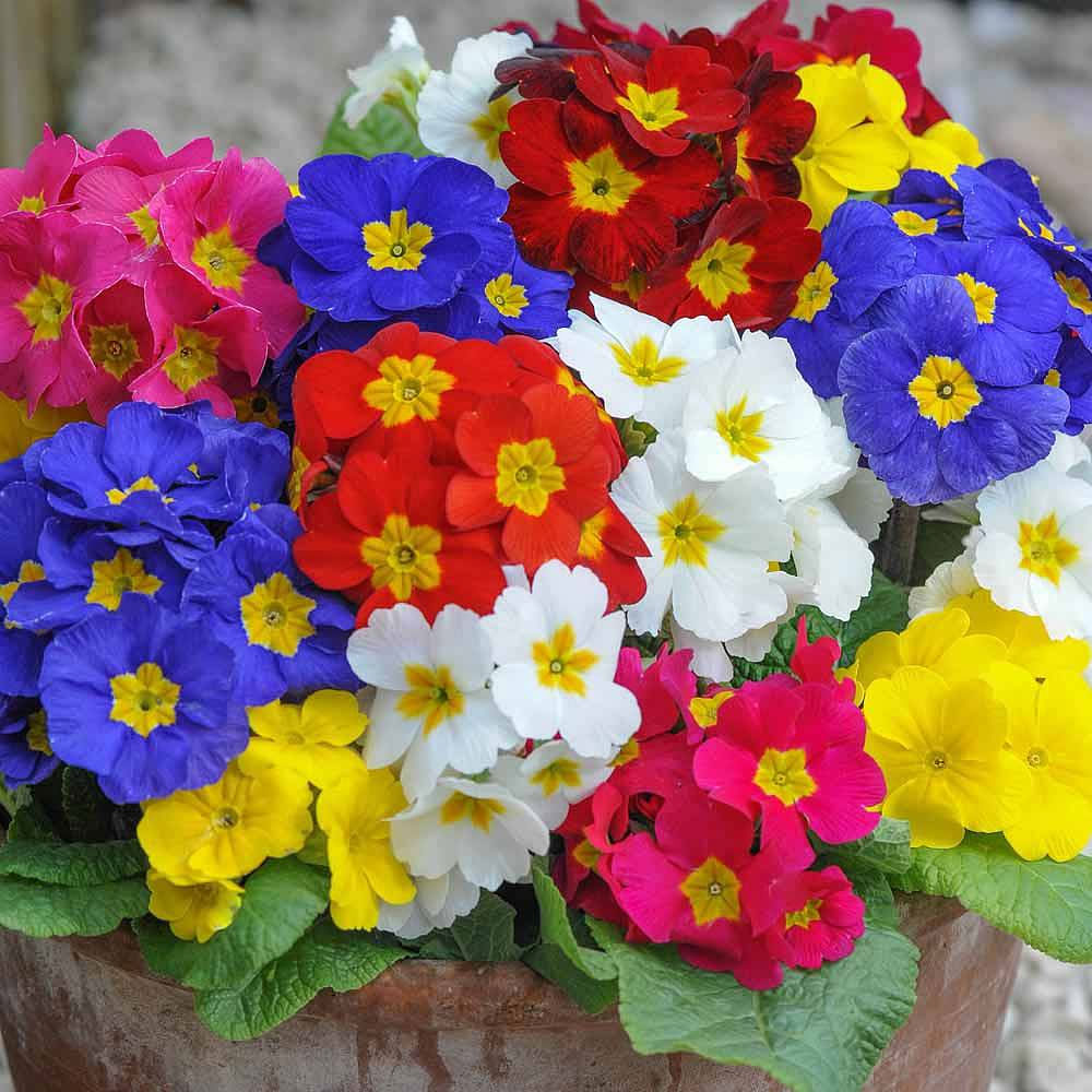 Polyanthus 'Most Scented Mix'