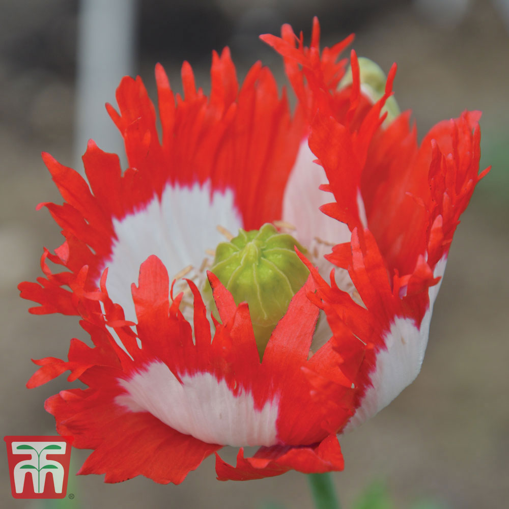 Poppy 'Danish Flag'