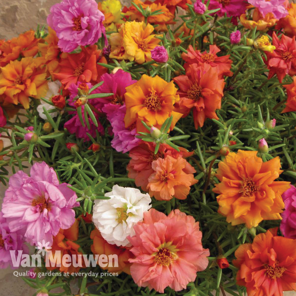 Portulaca 'Stopwatch Mix'